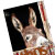 flyer lithos